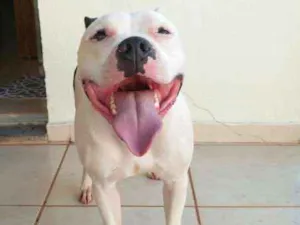 Cachorro raça Staffordshire Bull Terrier idade 4 anos nome Baldur