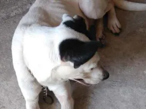 Cachorro raça Vira lata idade 4 anos nome Cristal 