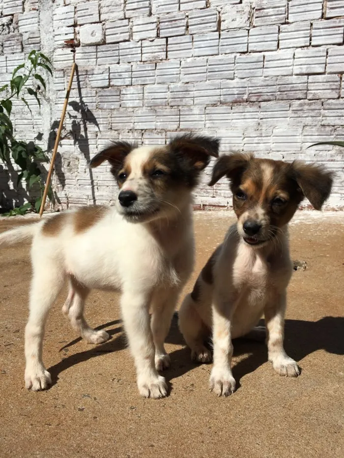 Cachorro ra a Indefinido idade Abaixo de 2 meses nome Irmãs fofinhas