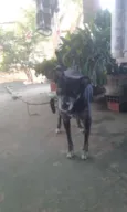 Pepê