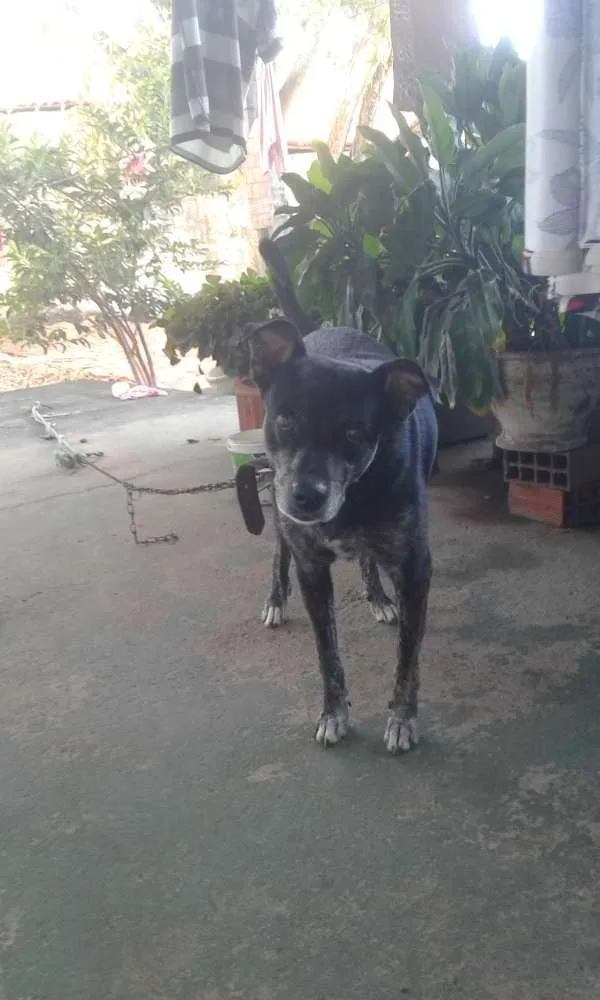 Cachorro ra a Pe duro idade 4 anos nome Pepê