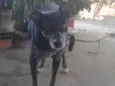 Pepê