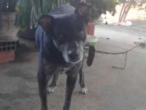 Cachorro raça Pe duro idade 4 anos nome Pepê