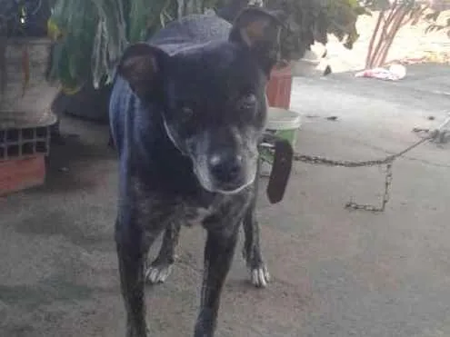 Cachorro ra a Pe duro idade 4 anos nome Pepê