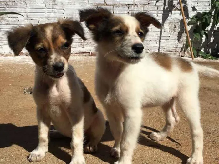 Cachorro ra a Indefinido idade Abaixo de 2 meses nome Irmãs fofinhas