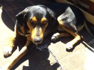 Cachorro raça Ração pra Filhote e ração pra  idade 2 anos nome Rock e pipoca