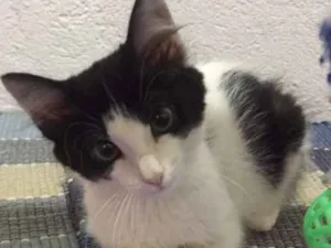 Gato raça SRD idade 2 a 6 meses nome Ana Laura