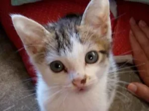 Gato raça  idade Abaixo de 2 meses nome Dengosa