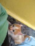 Gatinha