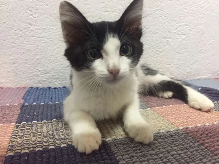 Gato ra a SRD idade 2 a 6 meses nome Ana Laura
