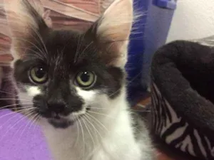 Gato raça SRD idade 2 a 6 meses nome Bruninha