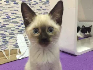 Gato raça SRD idade 2 a 6 meses nome Jeniffer