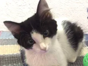 Gato raça SRD idade 2 a 6 meses nome Ana Laura