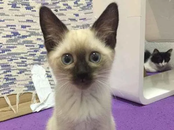 Gato ra a SRD idade 2 a 6 meses nome Jeniffer