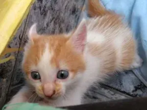 Gato raça Srd idade Abaixo de 2 meses nome Gatinha