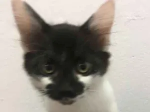 Gato raça SRD idade 2 a 6 meses nome Bruninha