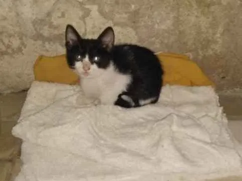 Gato raça vira-lata idade 2 a 6 meses nome Anastácia