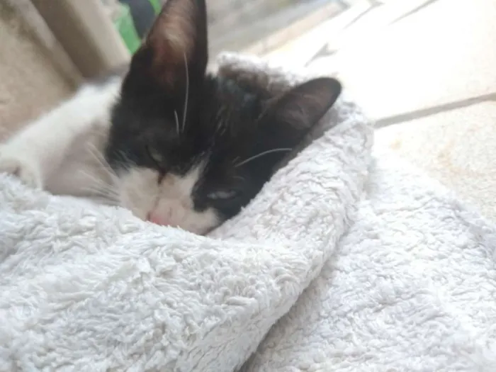 Gato raça vira-lata idade 2 a 6 meses nome Anastácia
