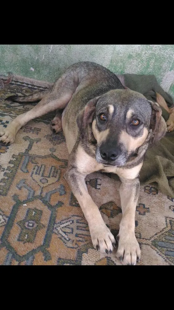 Cachorro ra a SRD idade 2 anos nome Princesa
