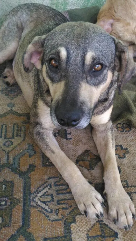 Cachorro ra a SRD idade 2 anos nome Princesa