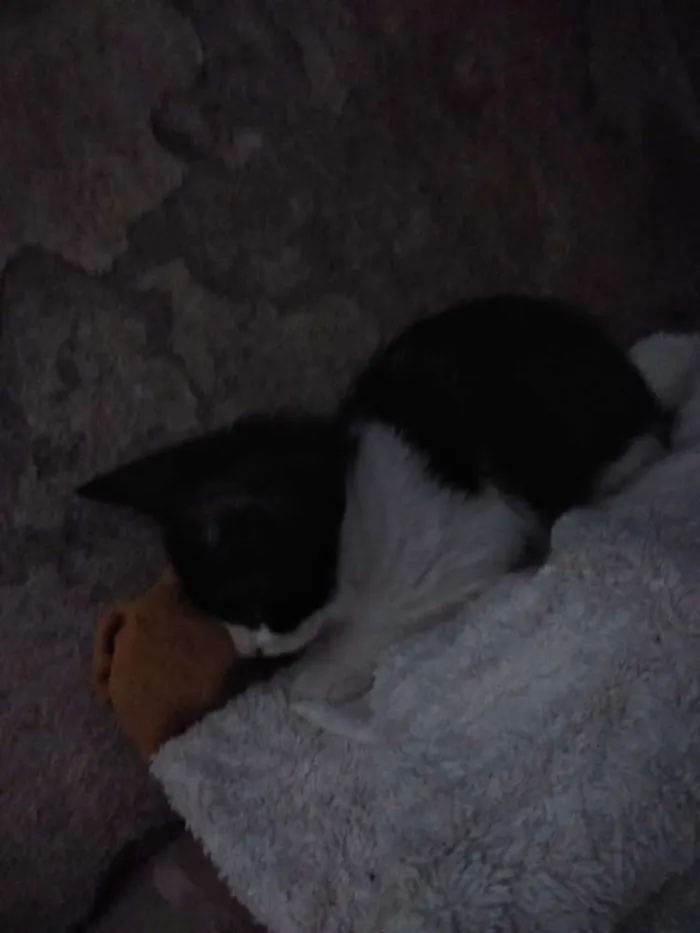Gato raça vira-lata idade 2 a 6 meses nome Anastácia