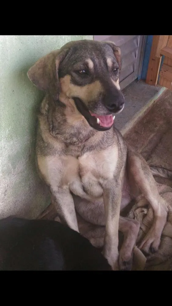 Cachorro ra a SRD idade 2 anos nome Princesa