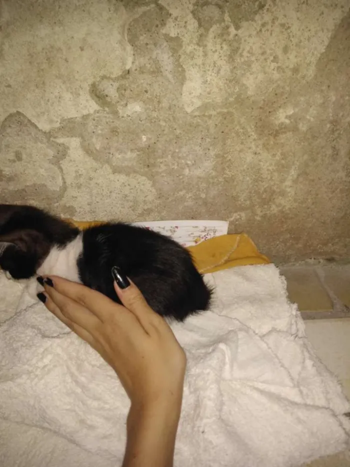Gato raça vira-lata idade 2 a 6 meses nome Anastácia