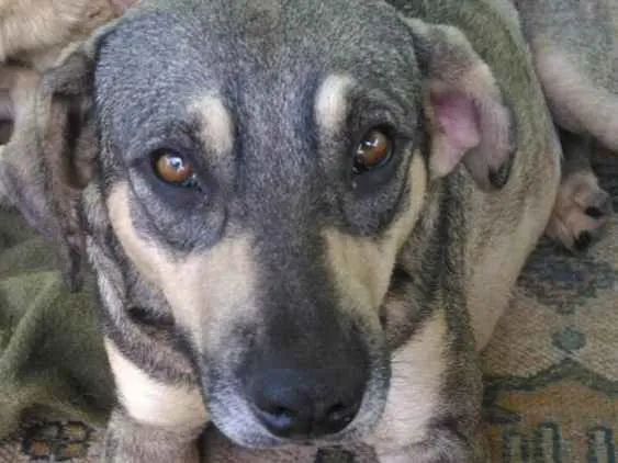 Cachorro ra a SRD idade 2 anos nome Princesa