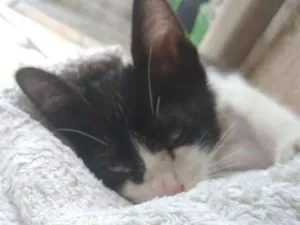 Gato raça vira-lata idade 2 a 6 meses nome Anastácia
