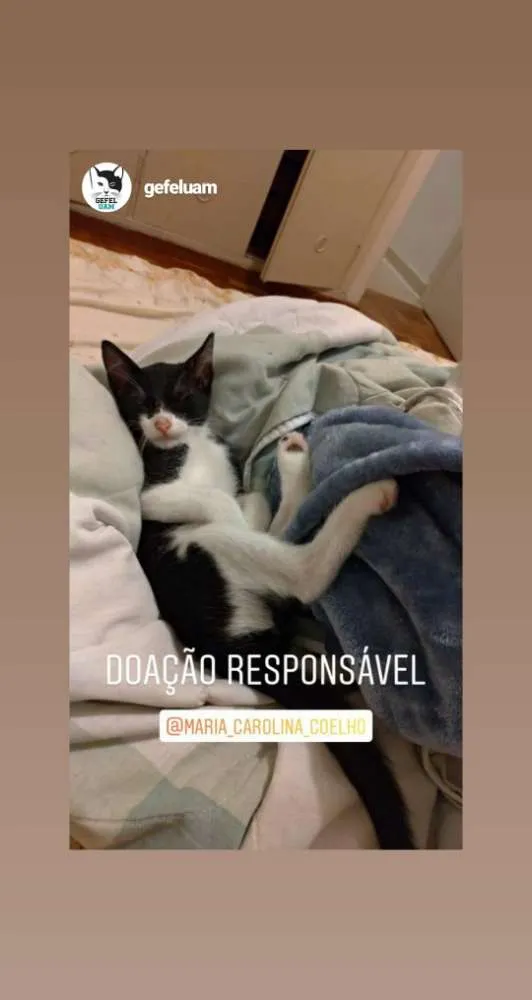 Gato ra a Srd idade 2 a 6 meses nome Bruce e Frida