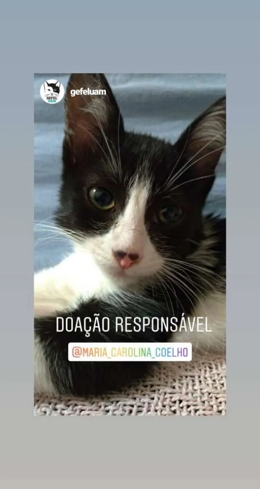 Gato ra a Srd idade 2 a 6 meses nome Bruce e Frida
