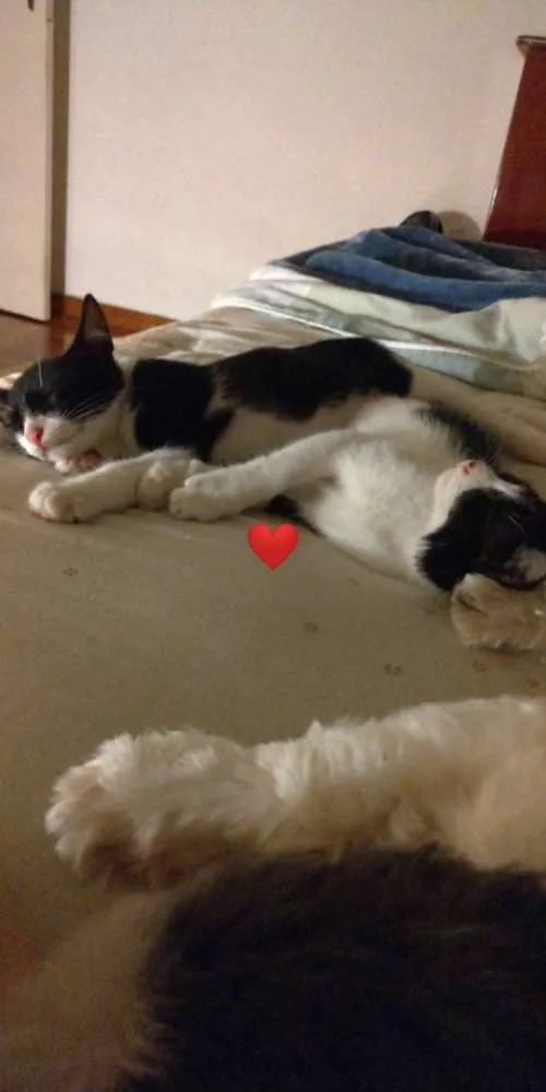 Gato ra a Srd idade 2 a 6 meses nome Bruce e Frida