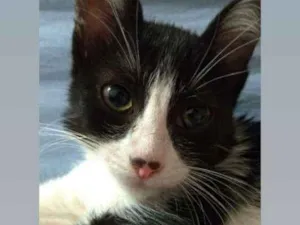 Gato raça Srd idade 2 a 6 meses nome Bruce e Frida