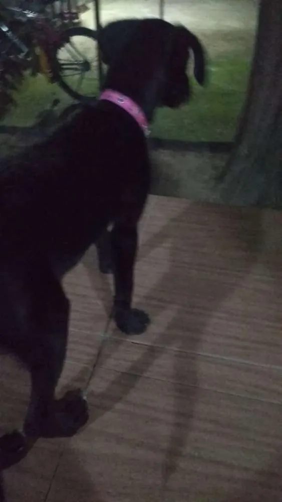 Cachorro ra a Srd idade 2 a 6 meses nome Sem nome
