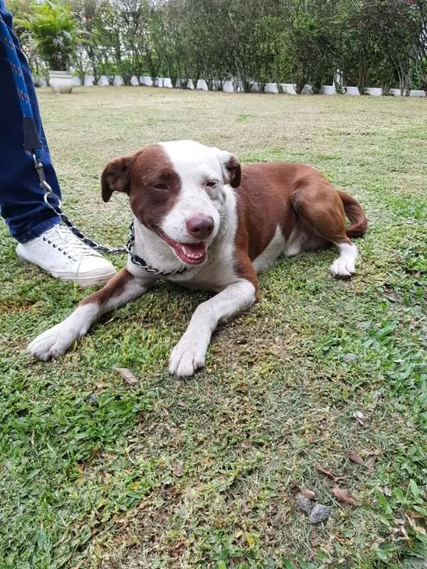 Cachorro ra a PITBULL idade 2 anos nome GUGA
