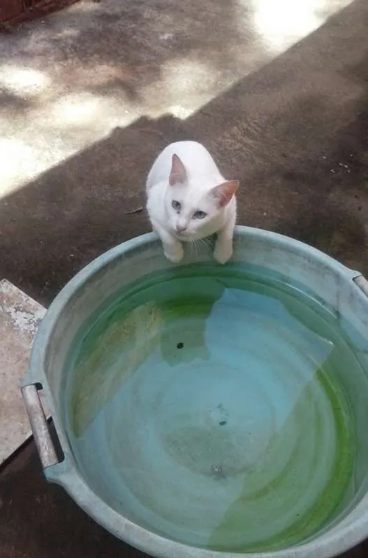 Gato ra a COMUM idade 3 anos nome BRANCA