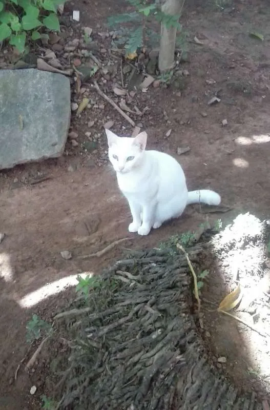 Gato ra a COMUM idade 3 anos nome BRANCA