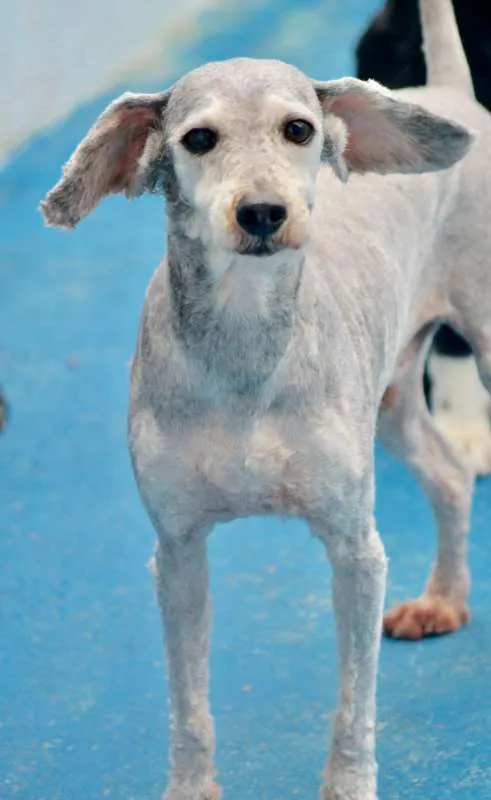 Cachorro ra a Poodle idade 6 ou mais anos nome Toy Pequenino