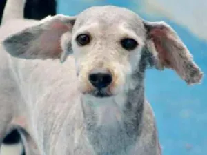 Cachorro raça Poodle idade 6 ou mais anos nome Toy Pequenino