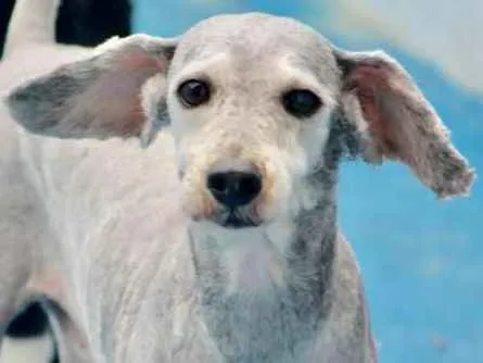 Cachorro ra a Poodle idade 6 ou mais anos nome Toy Pequenino