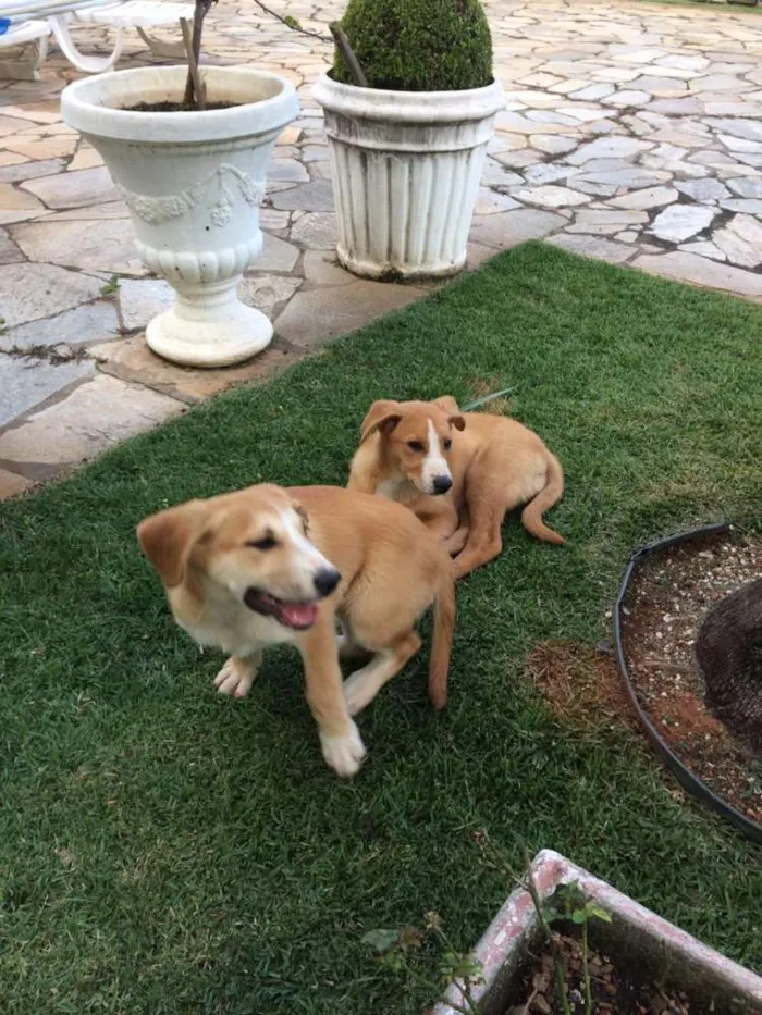 Cachorro ra a SRD idade 2 a 6 meses nome Ária e Hanna