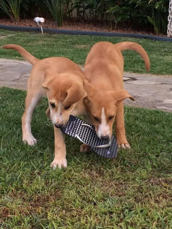 Cachorro ra a SRD idade 2 a 6 meses nome Ária e Hanna