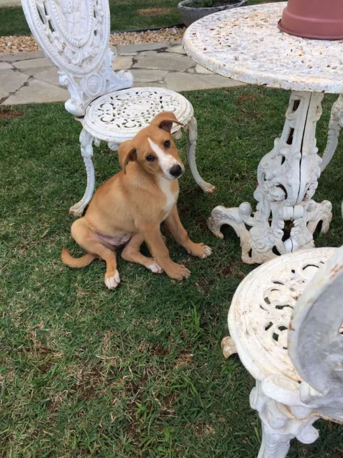 Cachorro ra a SRD idade 2 a 6 meses nome Ária e Hanna