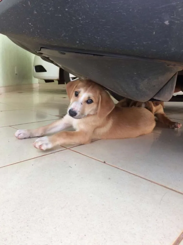 Cachorro ra a SRD idade 2 a 6 meses nome Ária e Hanna
