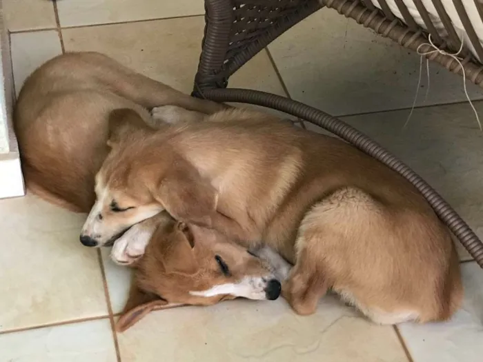 Cachorro ra a SRD idade 2 a 6 meses nome Ária e Hanna
