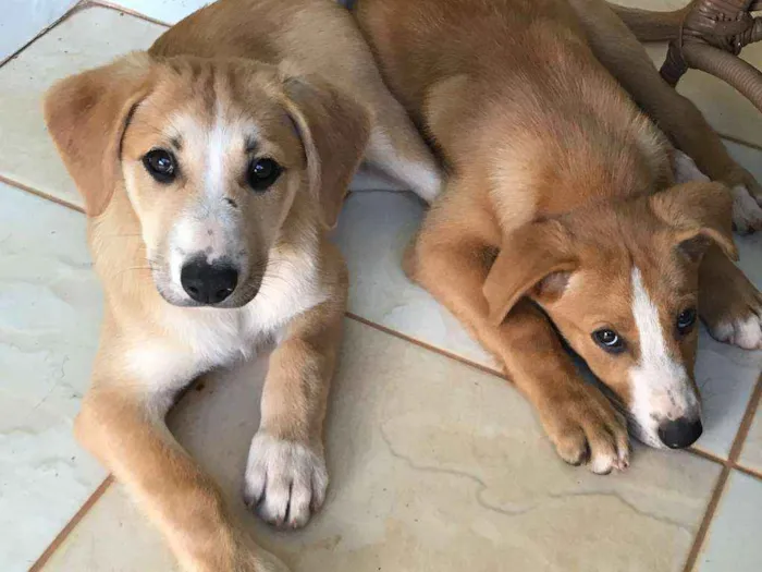 Cachorro ra a SRD idade 2 a 6 meses nome Ária e Hanna