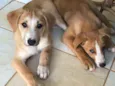 Ária e Hanna