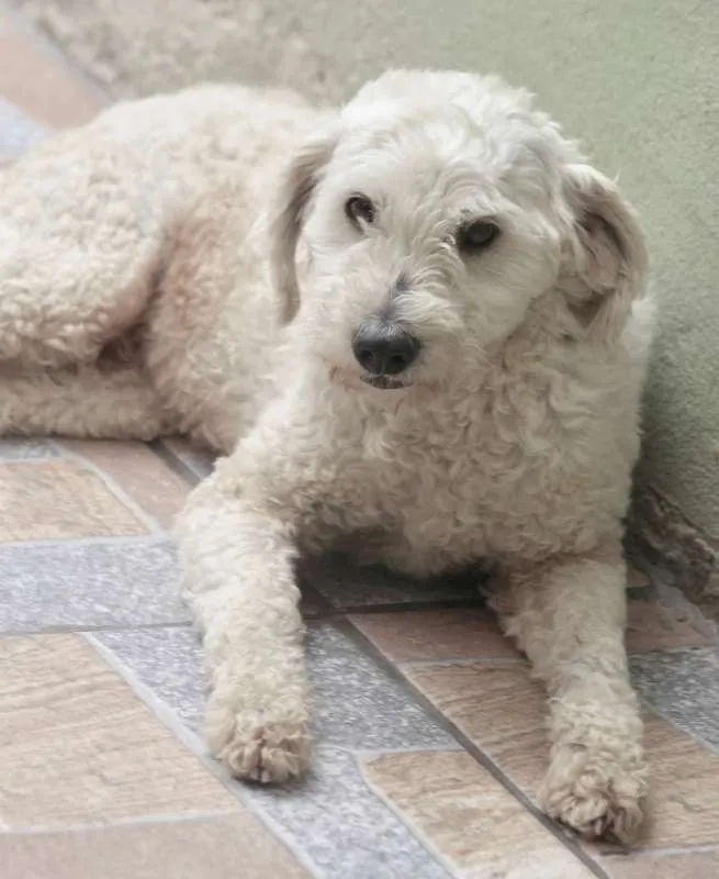 Cachorro ra a POODLE idade 4 anos nome BILLY PEQUENO