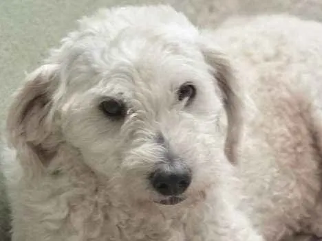 Cachorro ra a POODLE idade 4 anos nome BILLY PEQUENO