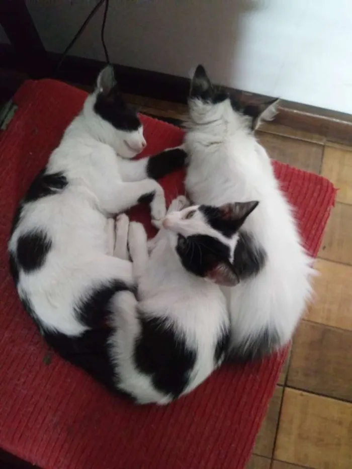 Gato ra a vira-lata idade 2 a 6 meses nome gatinhos 